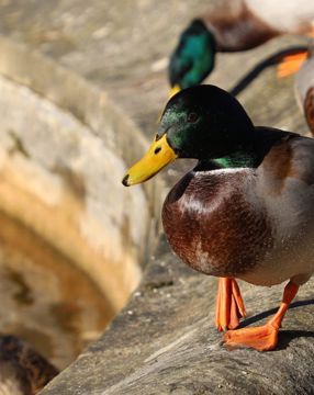 Oxford-Botanic-Gardens-Arboretum-1024x682-1.jpeg