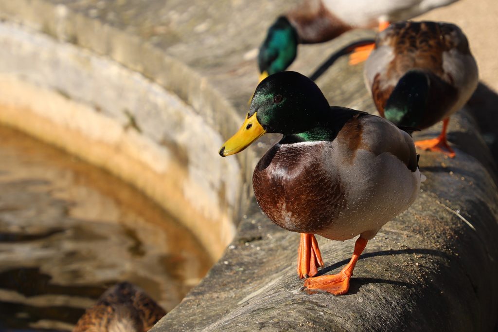 Oxford Botanic Gardens & Arboretum