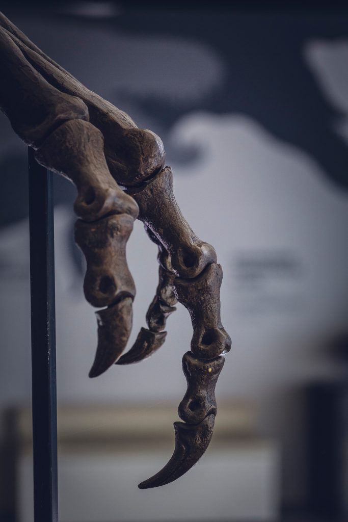 Oxford University Museum of Natural History