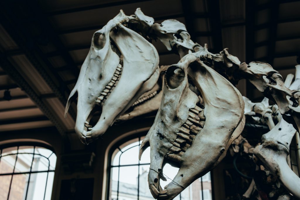 Pitt Rivers Museum