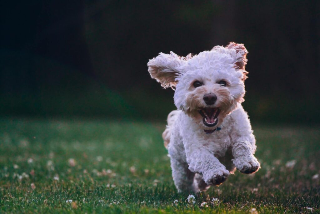 dog-walks-in-oxford