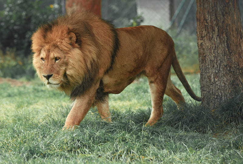 Lion in wildlife park