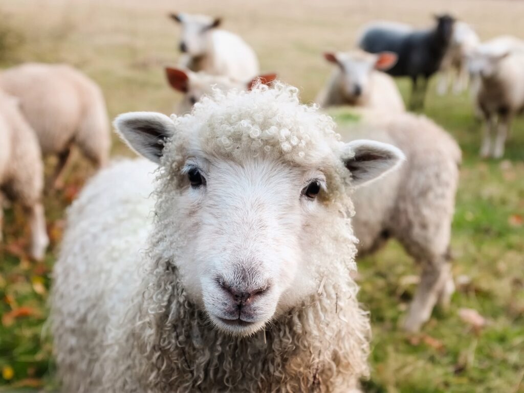 Sheep in a field